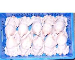 Chicken Photo 5